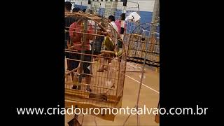 SOBERANO CMA 