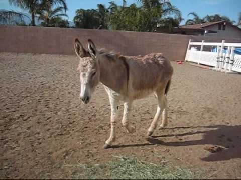 Donkey Jack we rescued