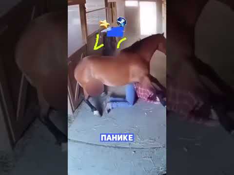 В Японии лошадь закрыла собой хозяйку во время землетрясения