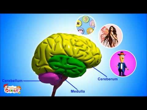 Our Brain - Human Anatomy -Lesson for Kids- School Science Video