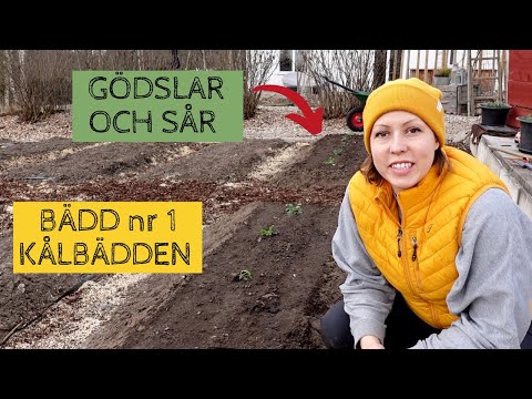 Bädd nr 1 i växtföljden - Förbereder kålbädden - Gödslar med hästgödsel och sår tidiga grönsaker