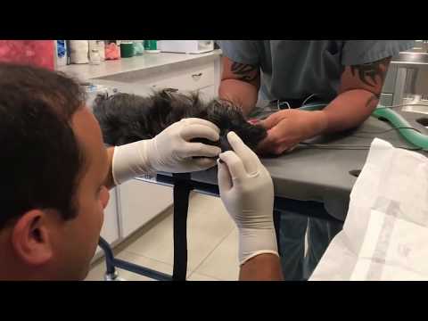 Performing a spinal tap (CSF analysis) in a dog