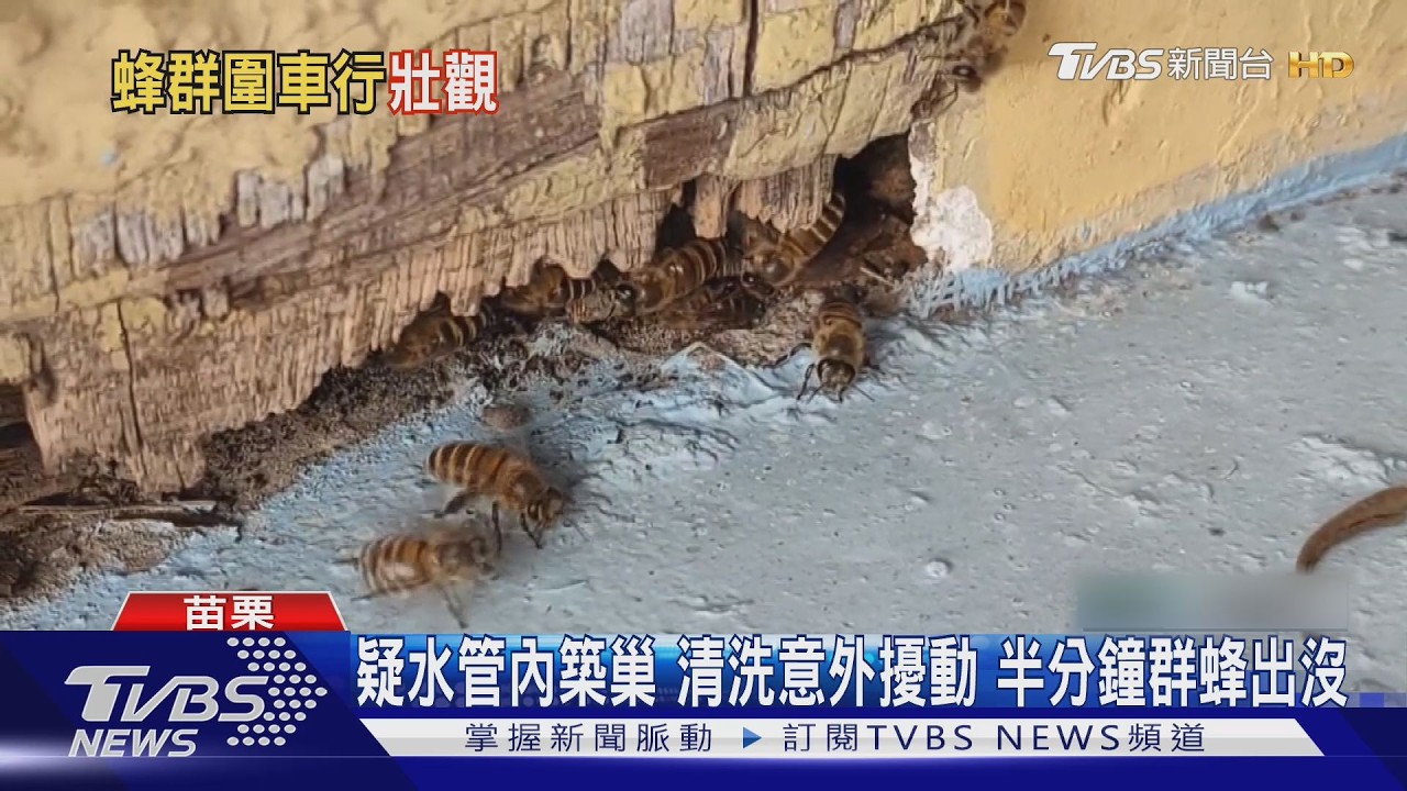 影音/苗栗車行遭萬蜂入侵!半分鐘內群蜂盤旋 老闆不趕反收編當員工