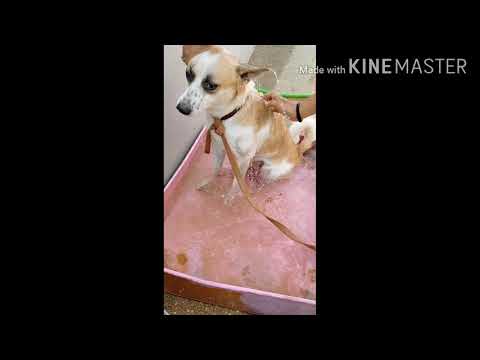 My Dog Bath🦮🦮❤️