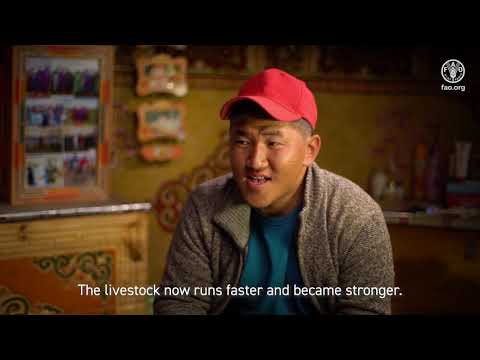 Acting early in Mongolia