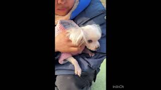 Video preview image #1 Maltese Puppy For Sale in Seattle, WA, USA