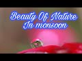 Nature Beauty In Monsoon Nature Lauges In Monsoon Monsoon Of India Monsoon Cinematography