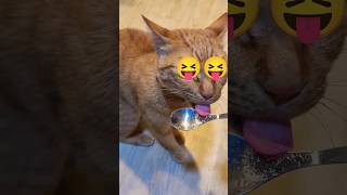 2026/4/26_57 貪吃SV #橘ひなの #橘貓 #橘猫 #貓咪日常 #cat #cute