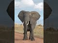 Single Classic Elephant Trumpet Sound Effect