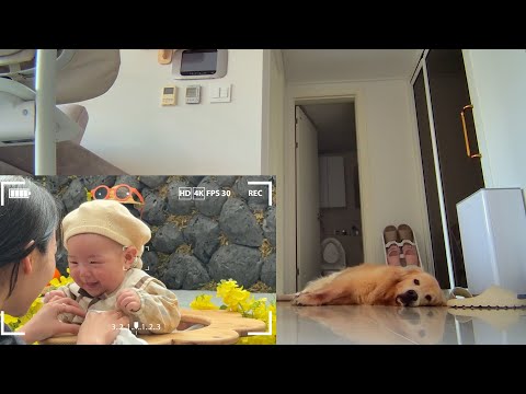 외출했을때 강아지들은 집에서 뭐할까??