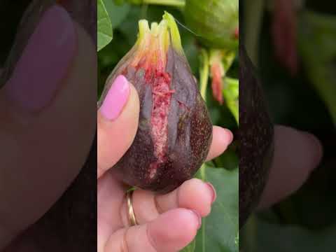 Wow the fig’s ready & ripe, lets open #shorts #freshfruit