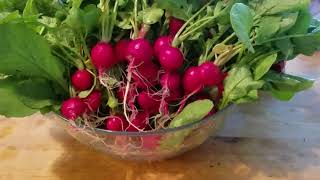 Experiments in market farming - radishes are a go!