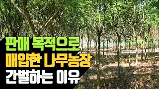 판매 목적으로 매입한 나무농장 간벌하는 이유 | 나무대장