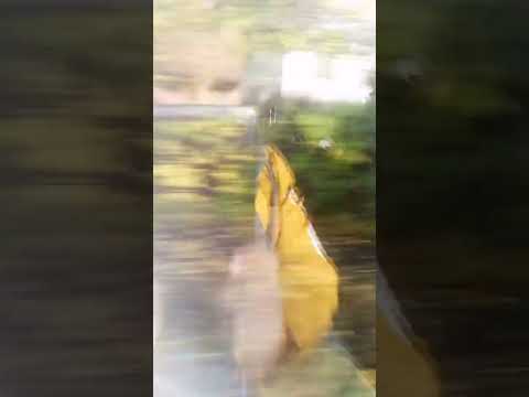 Litoměřice horní nádraží-Litoměřice Cihelna (Som com Música)