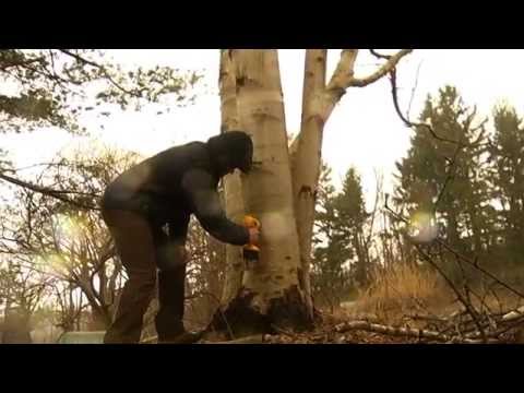 download lagu mp3 mp4 How To Preserve Maple Water, download lagu How To Preserve Maple Water gratis, unduh video klip How To Preserve Maple Water