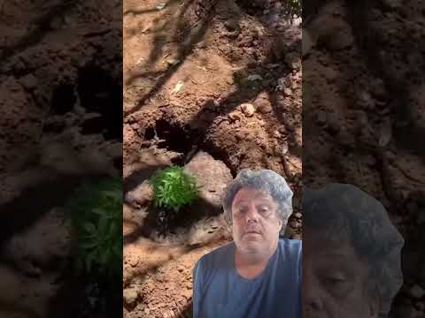 Polícia de Pernambuco erradicou  plantio de maconha na zona rural do município de Orocó, PE