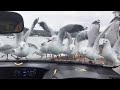 Seagulls Desperate Attempt At Eating Fries ViralHog