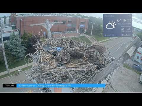 Little Osprey Bonk his Brother and play dead 6 20 23