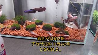 ベタ　アルビノのその後と、ベタの混泳水槽