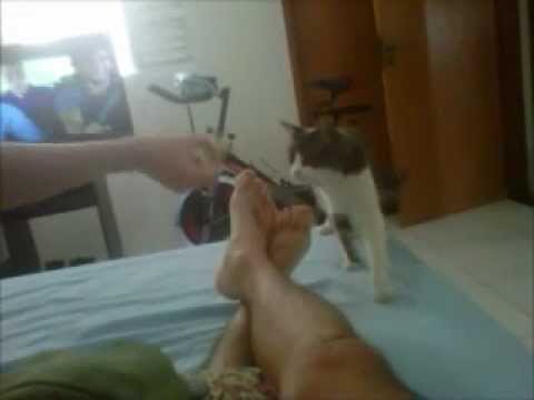 Ishan o gato cachorro.