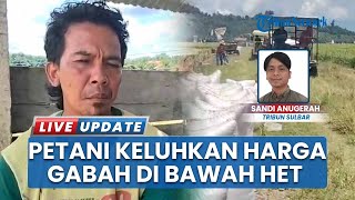 Mamuju Tengah Mulai Panen Raya, Petani Keluhkan Harga Jual Gabah Tak Sesuai Ketentuan Pemerintah