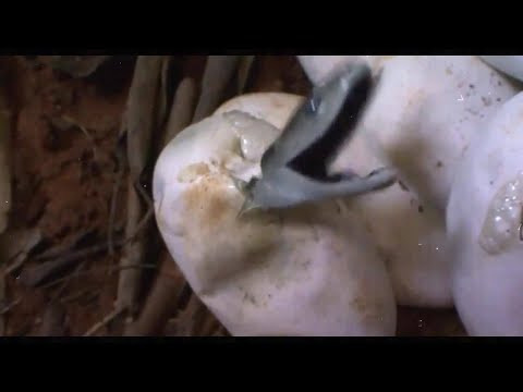 How Are Black Mamba Snakes Born