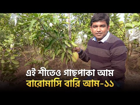 এই শীতেও গাছপাকা আম-বারোমাসি বারি আম-১১