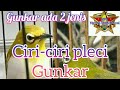 Pleci Buxtoni Gunkar Ciri Gunkar Atas Dan Bawah