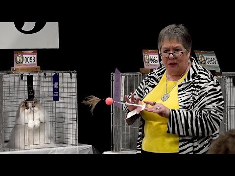 CFA International Cat Show 2017 - Pam Bassett's best bicolor Persian kitten