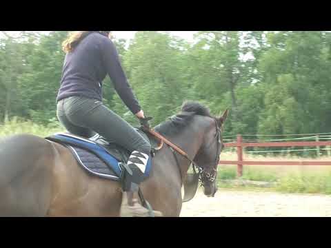How to properly ride a thoroughbred - All you need to know! Watch and learn