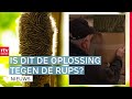 De strijd tegen de eikenprocessierups: De oplossing? | RTV Drenthe