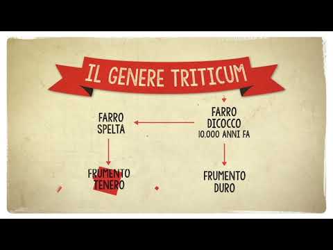 Forno Brisa Educational - I Cereali