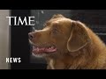 Meet Bobi, the World's Oldest Dog