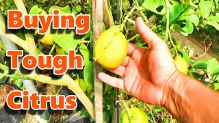Buying Tough Citrus Trees 🍊 For The New Hidden Citrus Grove 🍋