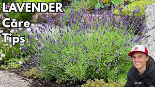 LAVENDER - How to Grow Bushy Plants with Lots of Flowers - Growing Instructions