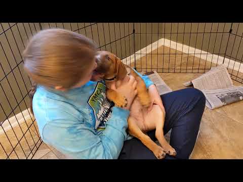 Tablisi, an adopted Redbone Coonhound & Dachshund Mix in Saint Paul, MN_image-1