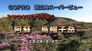 阿蘇　烏帽子岳のミヤマキリシマ　　4K映像