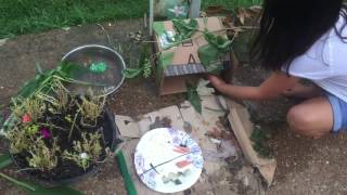 Green bottle fly farm