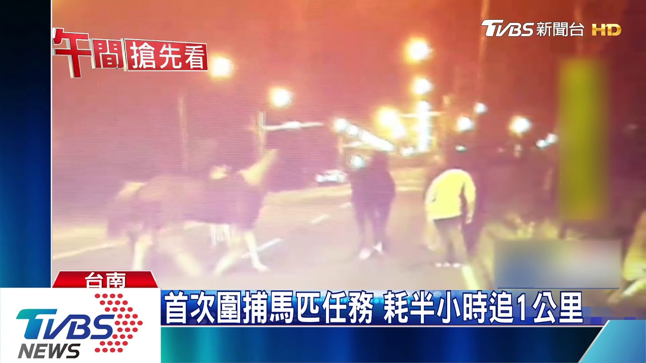 7匹馬道路亂竄 6警察圍捕:速度好快!