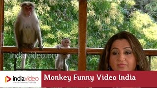 When Monkeys joined the Bollywood Centenary Party 