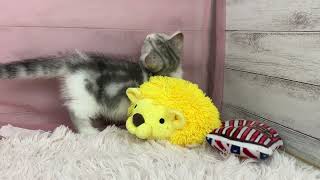 ミヌエットの動画01