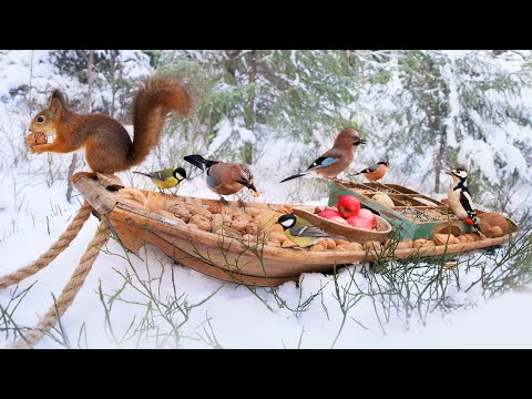 The Traveling Bird Feeder - In the Forest of Jays | Relax With Squirrels & Birds ( 1 Hour )