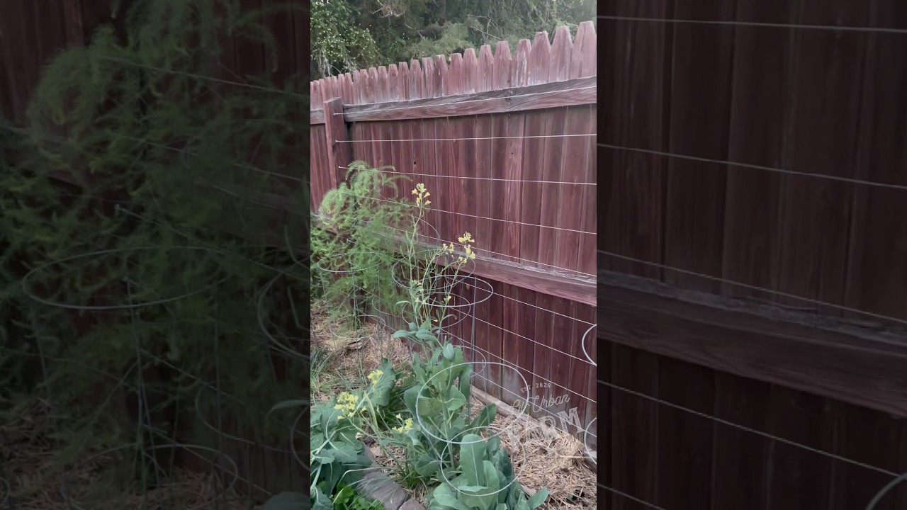 How to build a simple wire trellis on fence posts to expand vertical garden space.