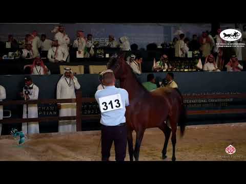 N 313 ELR FERDINAND   The Kingdom International Championship For AH 2022   Stallions 4 – 6 Years Old
