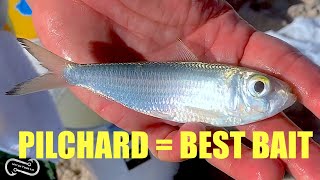 USING PILCHARDS FOR BAIT  HOW TO CATCH THEM AND USE THEM TO CATCH BIG FISH (FF EPISODE 12, SEASON 1)