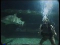 Crocodile Hunter Sharks Outside The Cage Part 4