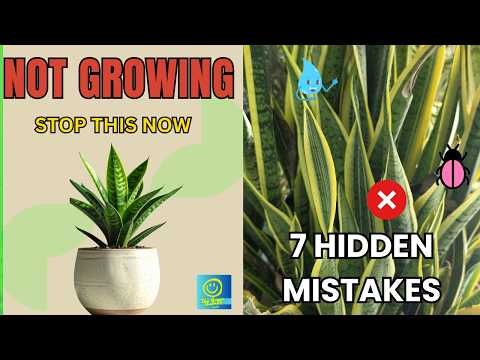 Why Your Snake Plant Is Not Growing? 7 Hidden Reasons | Snake Plant Care Indoors India #snakeplant