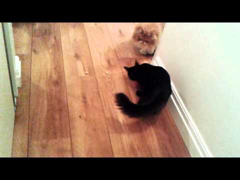 Cópia de Anousheh feliz