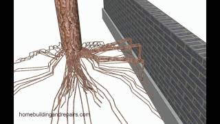 Tree Roots Can Move Small Retaining Walls - Landscaping Design Tips