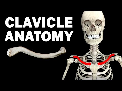 ANATOMY OF THE CLAVICLE (COLLARBONE)